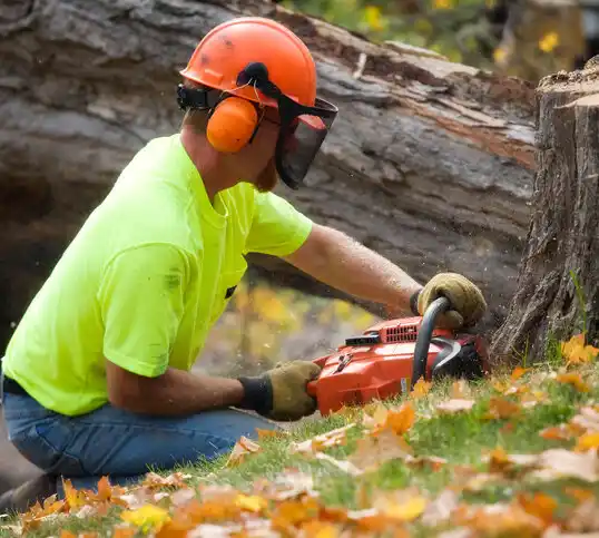 tree services Lakeview